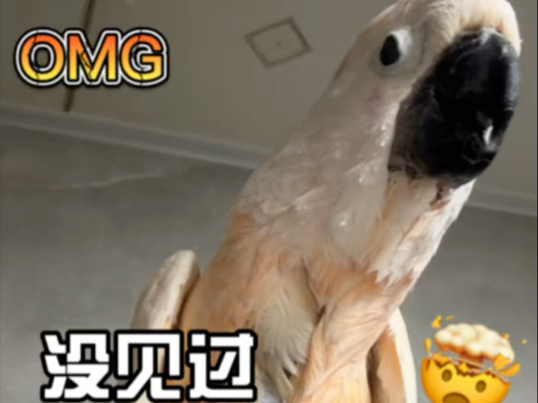 谁还没看过鹦鹉洗澡？