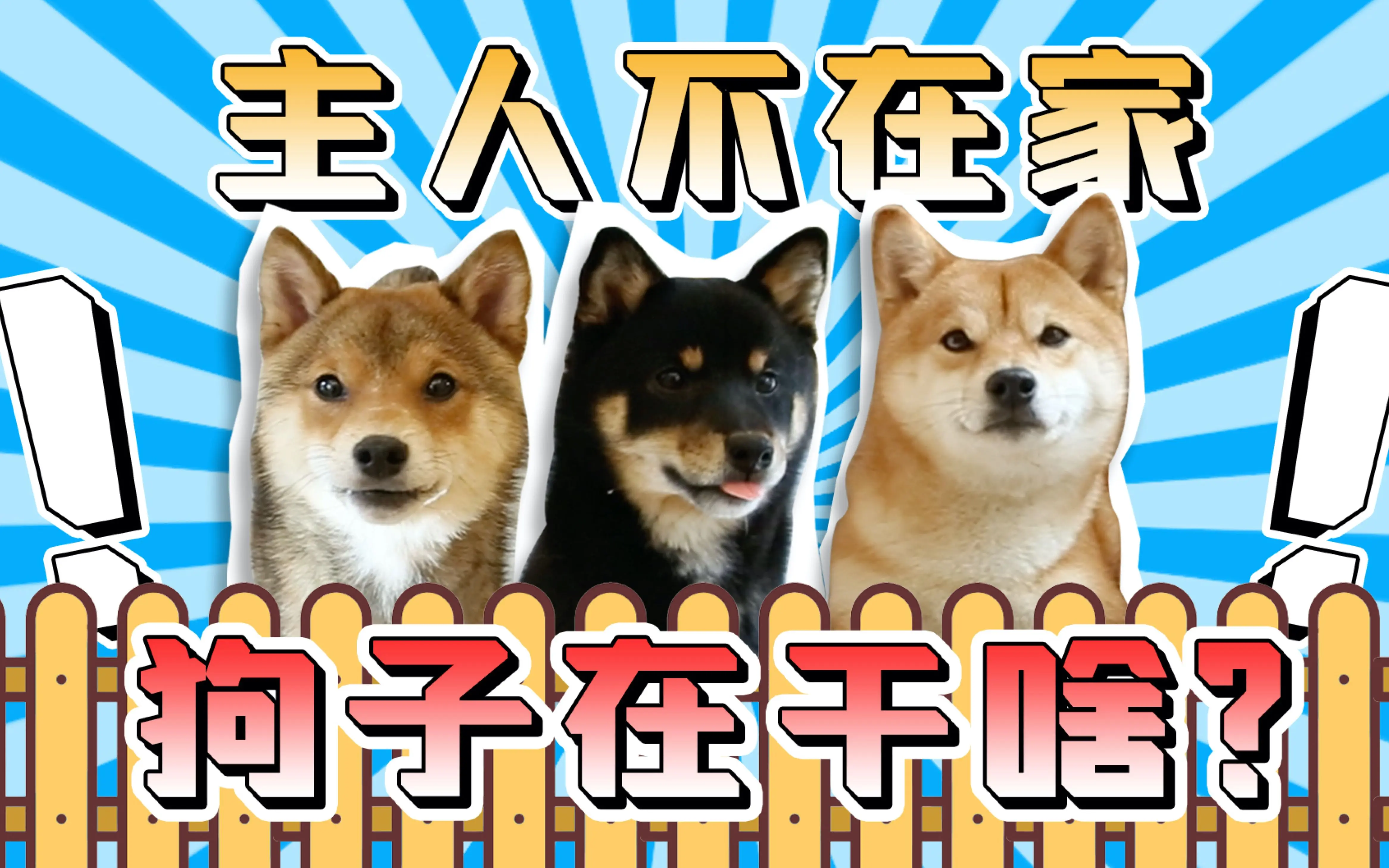 主人不在家时狗子在干啥？