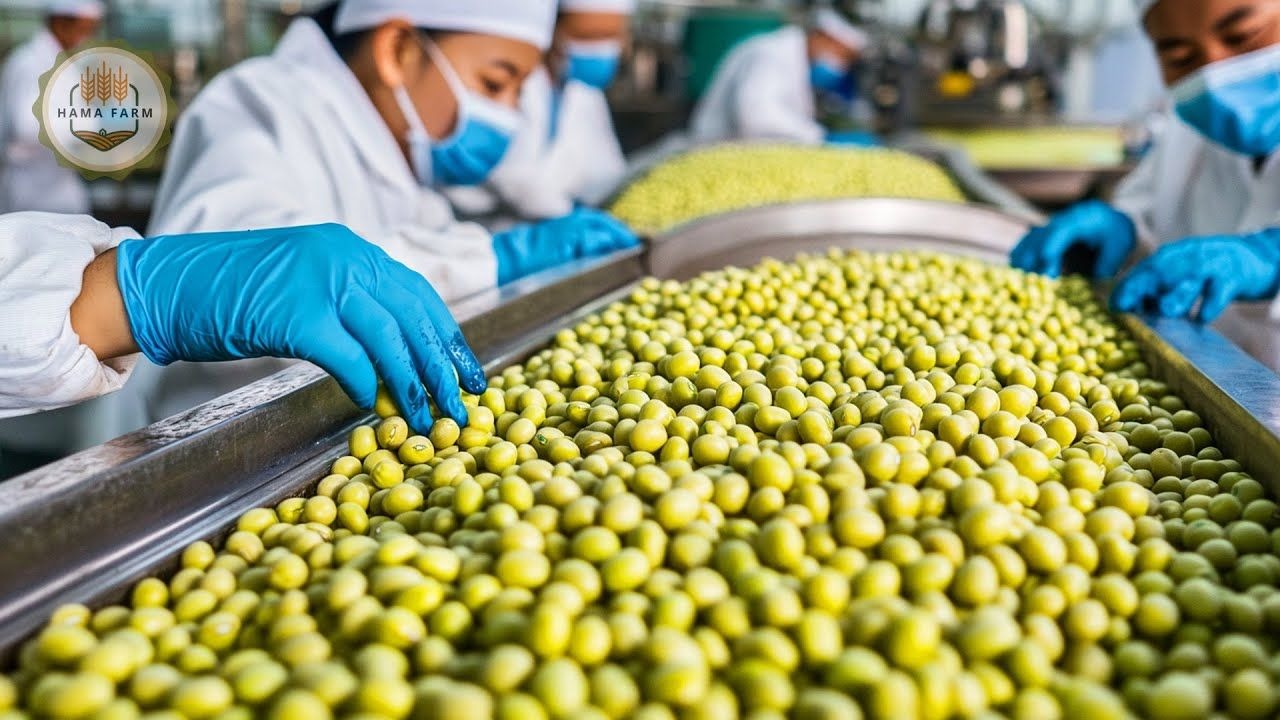 绿豆的种植与收割，如何在加工厂处理数百吨绿豆