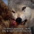 【知路BABA】国家地理纪录片：猎鹿者——黄石国家公园的狼（生肉）