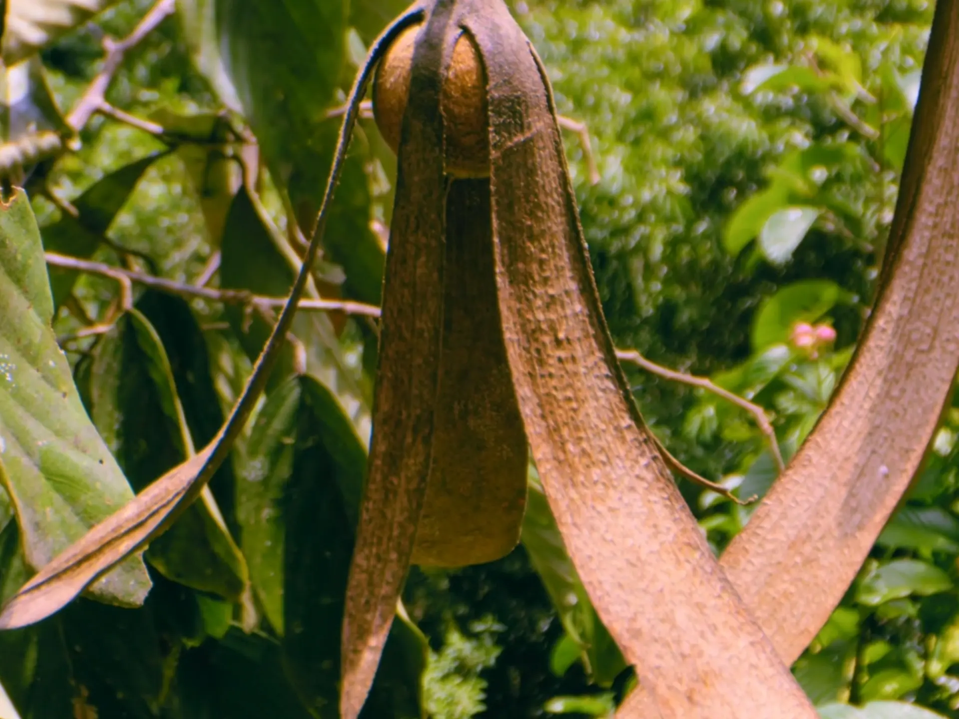 这是龙脑香树妈妈给予孩子最后的浪漫！