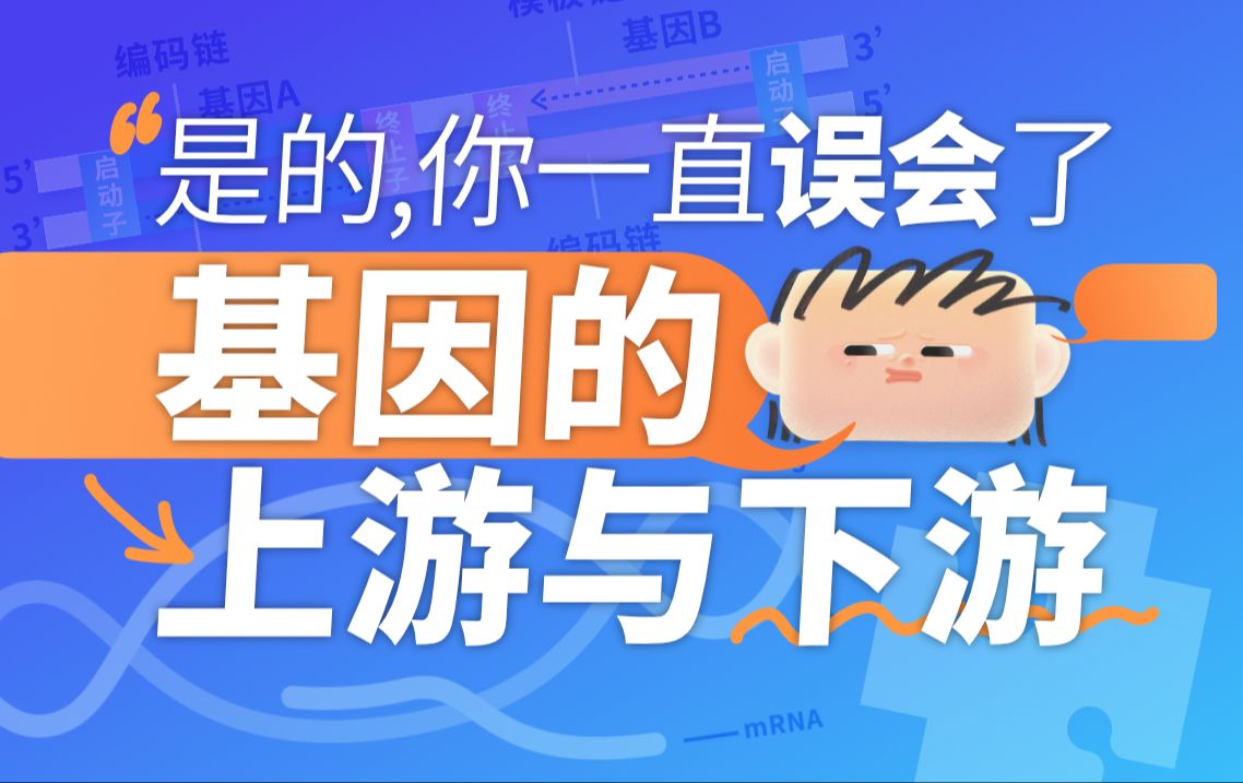 【高中生物易错辨析】基因的上游与下游