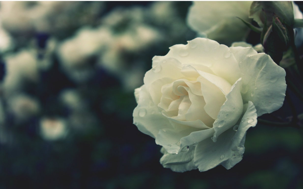 【got7】【谦斑】【菠萝猪】红玫瑰王文王与白玫瑰猪尼下载(AV4193795)-哔哩哔哩唧唧-bilibili视频|弹幕在线下载