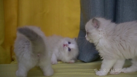 02ddab2b49319cedec633002420d89db0db4d594.jpg@280w_158h_1c_100q.jpg
