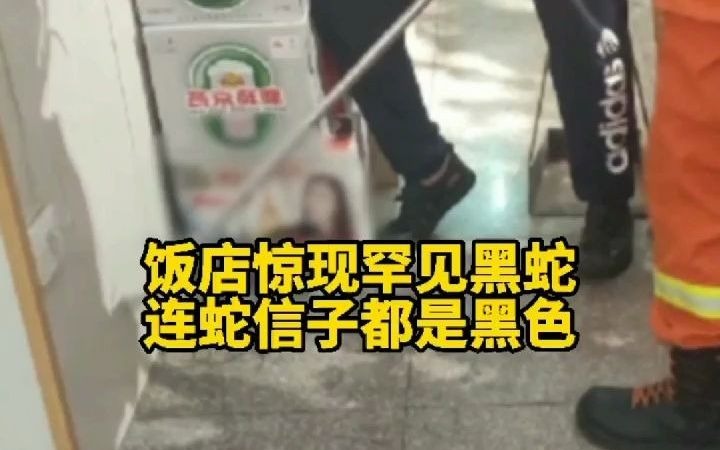 饭店惊现罕见黑蛇连蛇信子都是黑色