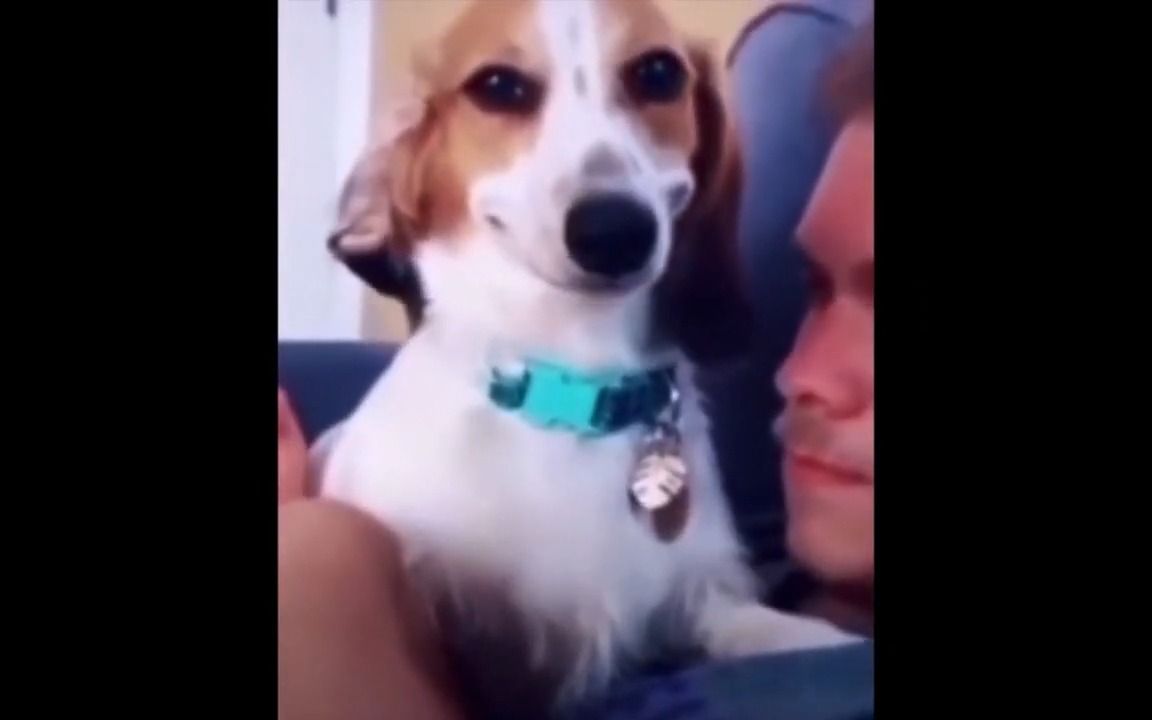 sus dog_哔哩哔哩_bilibili