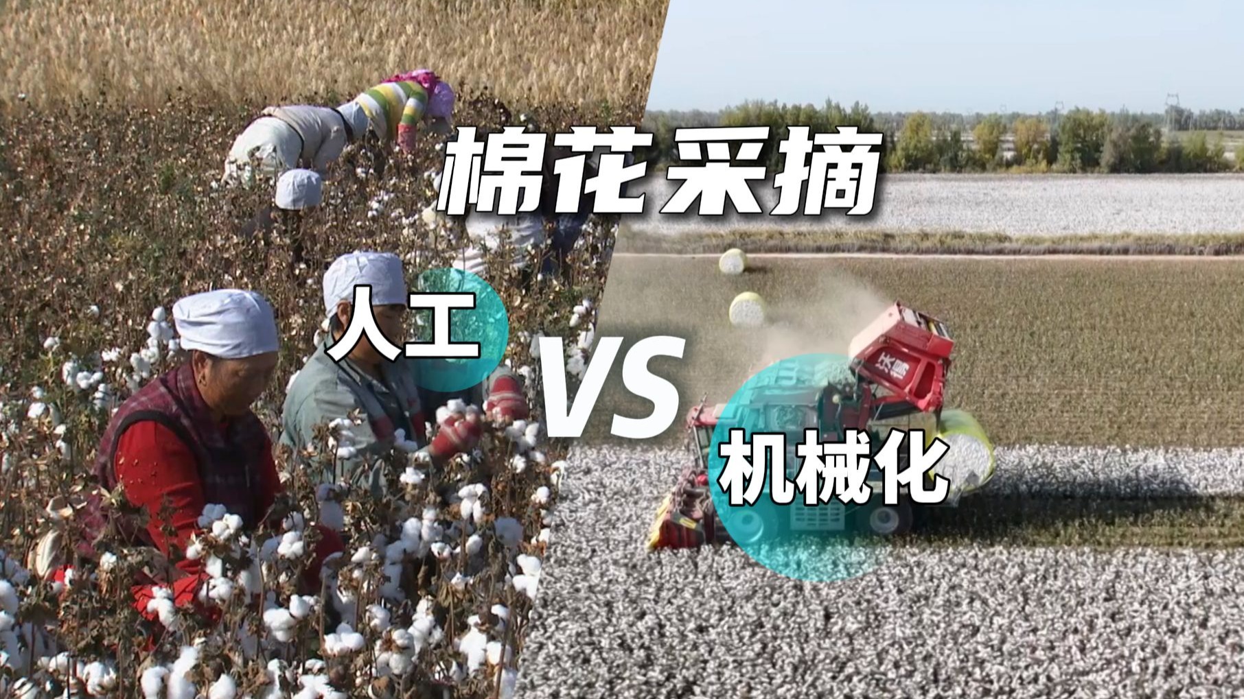 告别“采棉专列”！看棉花采摘的“中国速度”