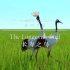 《美丽中国 长寿之鸟》-The Longevity Bird
