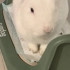 白白胖胖的侏儒兔，你在干嘛呢
