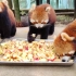 【小熊猫吃播】吃饭啦！吃饭啦！吃饭啦！重要的事情说三遍！