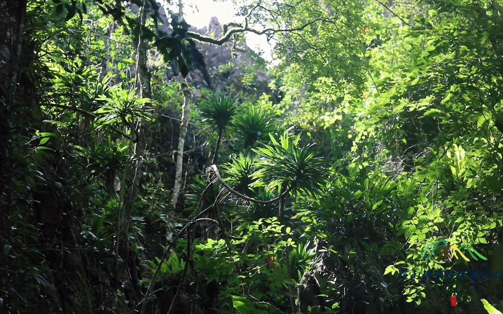 雨林vlog 揭开热带喀斯特地貌的神秘面纱——毛瑞片区的仙安石林