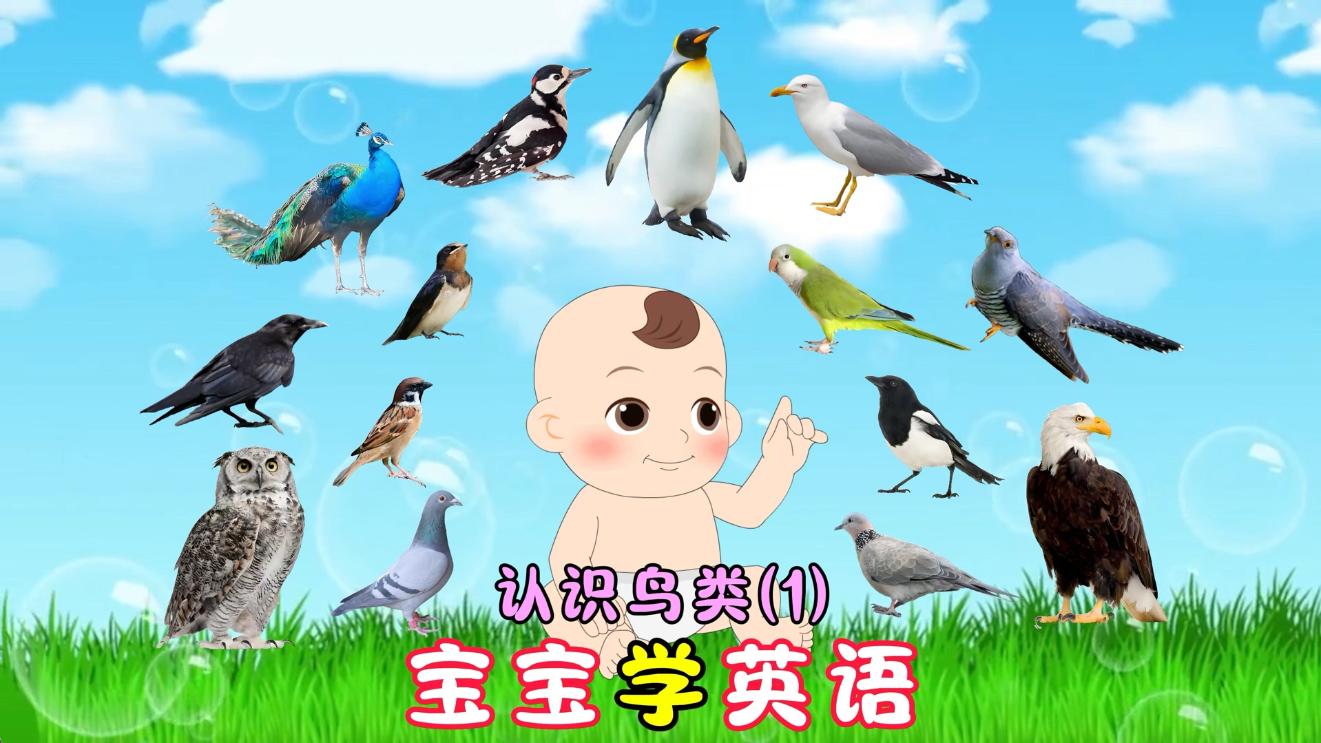 （1/3）适合1～3岁，认识常见的20种鸟类英语，中英结合更好理解，美式发音