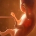 20秒看胎儿发育过程