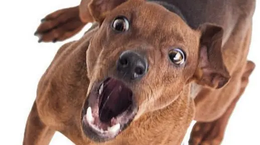 喜欢狗叫的直播间吗