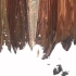 摄影：雪中的红杉