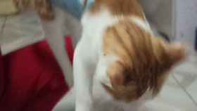 0382e0bbf2fb0b86aee46878c51d9ac457ef0b6b.png@280w_158h_1c_100q.jpg