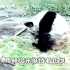 旅美大熊猫丫丫为了乞食，55秒磕头29次