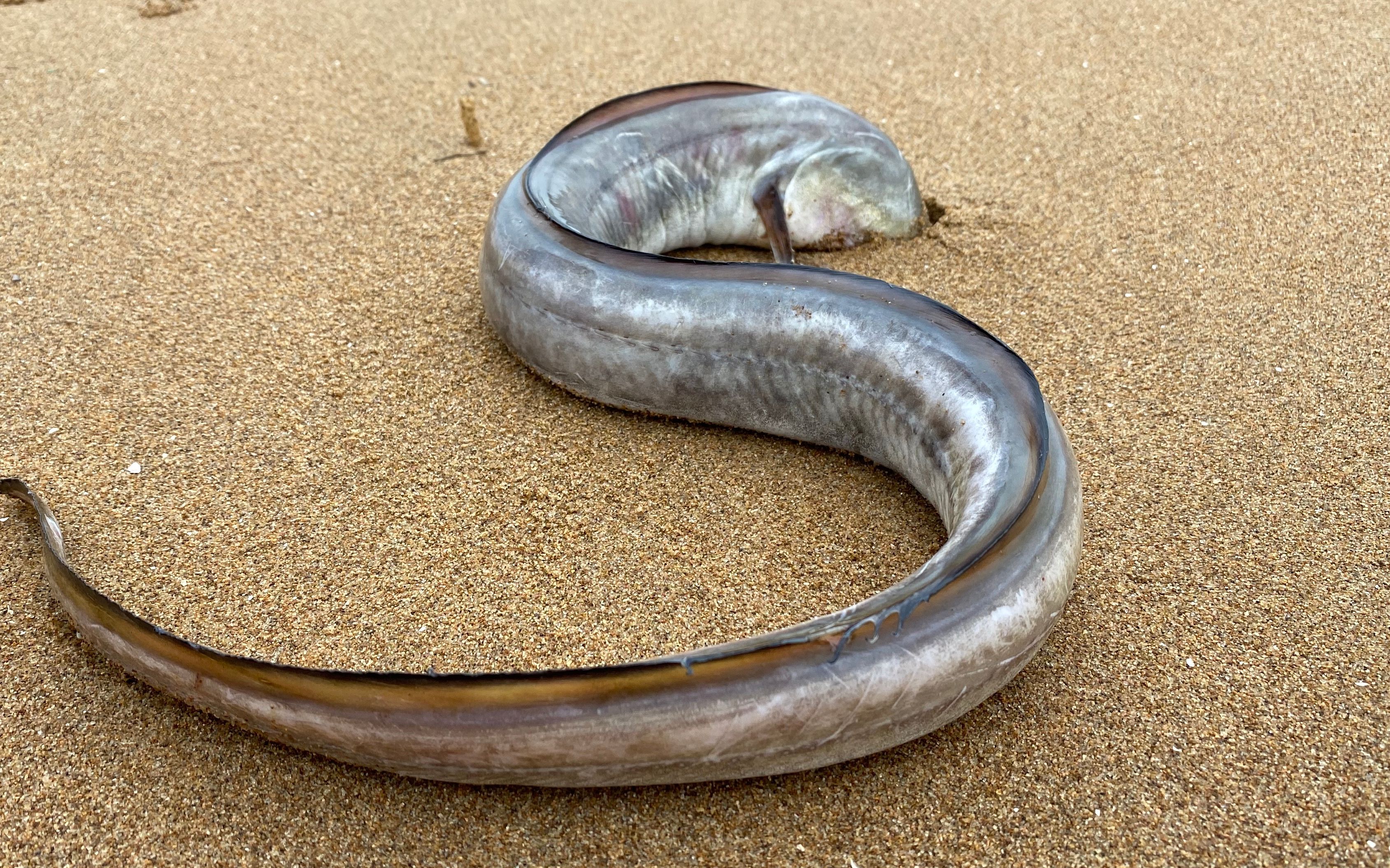这好像是海蟒蛇，退潮后发现它钻进沙中，还捡到一个大水母