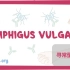 熟肉Pemphigus vulgaris