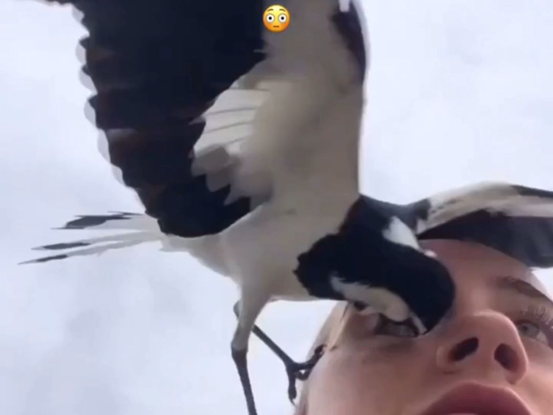 What kind of bird is this? It eats people's eyes.