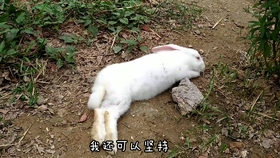 兔子为什么吃崽子 039e06edba546418dfacd540b6be516cfb824109.jpg@280w_158h_1c_100q.jpg