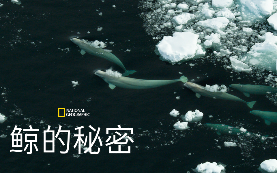 【纪录片】鲸的秘密 03 白鲸王国