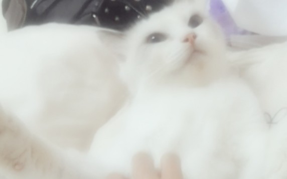 早期猫咪驯服人类的影像资料 哔哩哔哩 つロ干杯 Bilibili