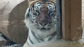 03b1a06f8eea0f1a339384690b24a502094a071a.jpg@280w_158h_1c_100q.jpg