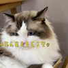 动物圈可爱鬼大赏:7委屈巴巴的小猫洗完澡更加委屈了霍曼宠物烘干箱烘干松弛派暖暖享自在