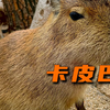 卡皮巴拉：上班摸鱼下班摆烂，淡淡的死感很抢眼