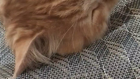 03c2d2866cf7eb8333465a700a3940ffdf91a705.png@280w_158h_1c_100q.jpg