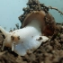 白玉蜗牛据说是世界上最大的蜗牛，最大的可以长到四十厘米呢