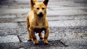 手机怎样登录电脑b站 03f25c1ed173698d08f7b08a0c9cdd29333024e9.jpg@280w_158h_1c_100q.jpg