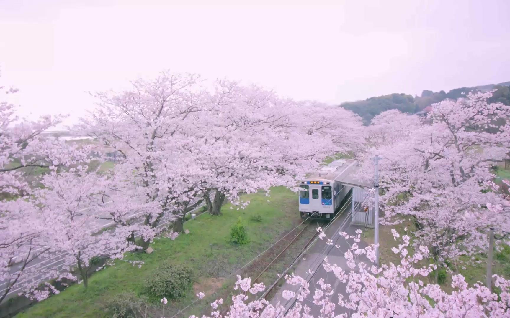 樱花