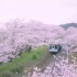 4K唯美春季日本樱花盛开火车春游旅行观景