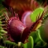 来自BBC的食虫植物纪录片真的不来看看？
