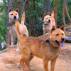 中华田园犬值多少钱