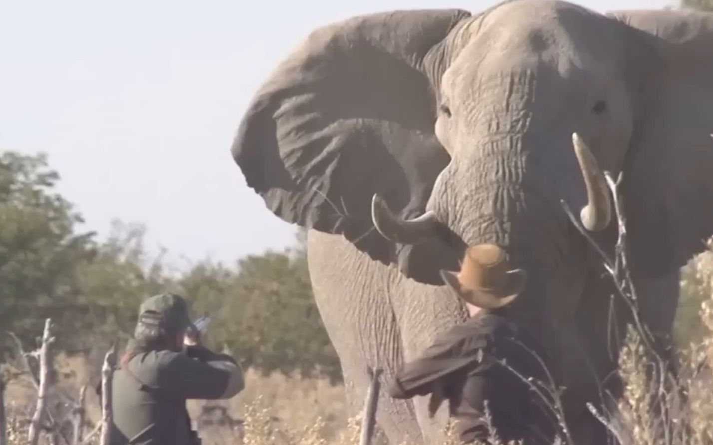 丧彪用喷子狩猎大象，数吨重的巨象连一枪也扛不住就倒地不起！