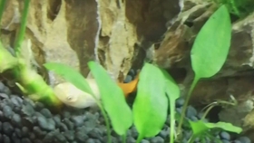 鳑鲏能养多大 041ad316a213fa2b9f89d644a5ec021c5731c555.jpg@280w_158h_1c_100q.jpg