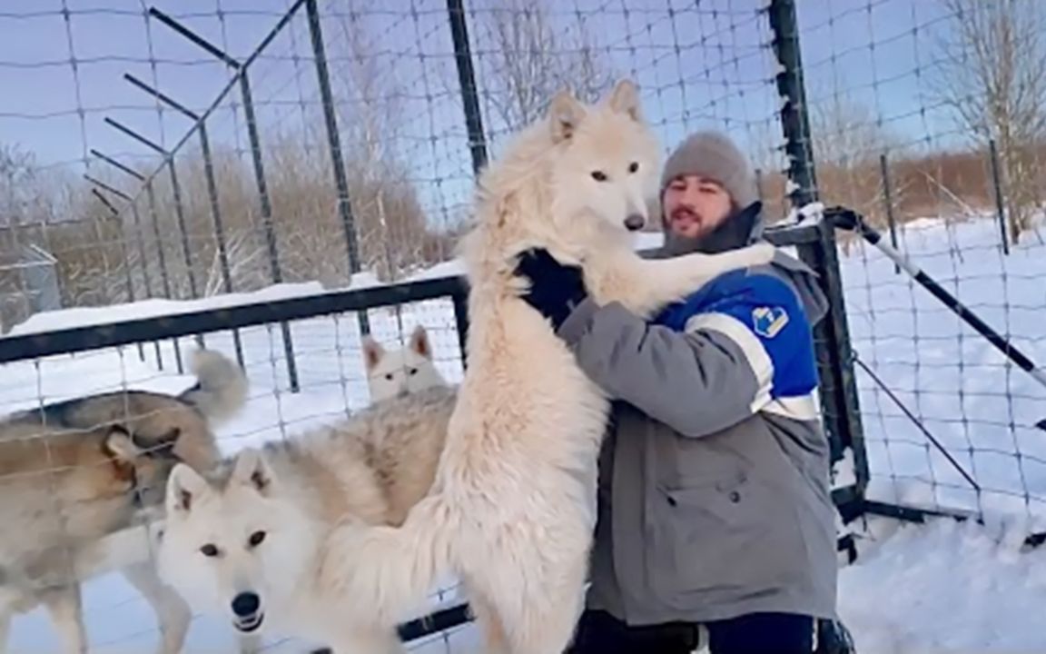 没有一只大白狼不想 要 抱 抱