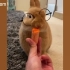 有趣和可爱的兔子视频