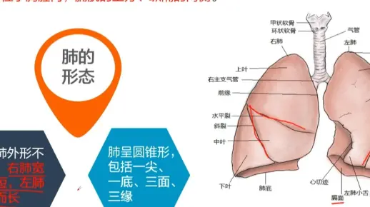 肺的形态和肺门-医基高频知识11