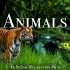 世界动物4K -带舒缓音乐的野生动物电影