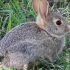 【北美】高速奔跑的兔子躲避敌人