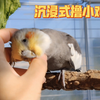 爱摸摸的小鸡仔也太可爱了