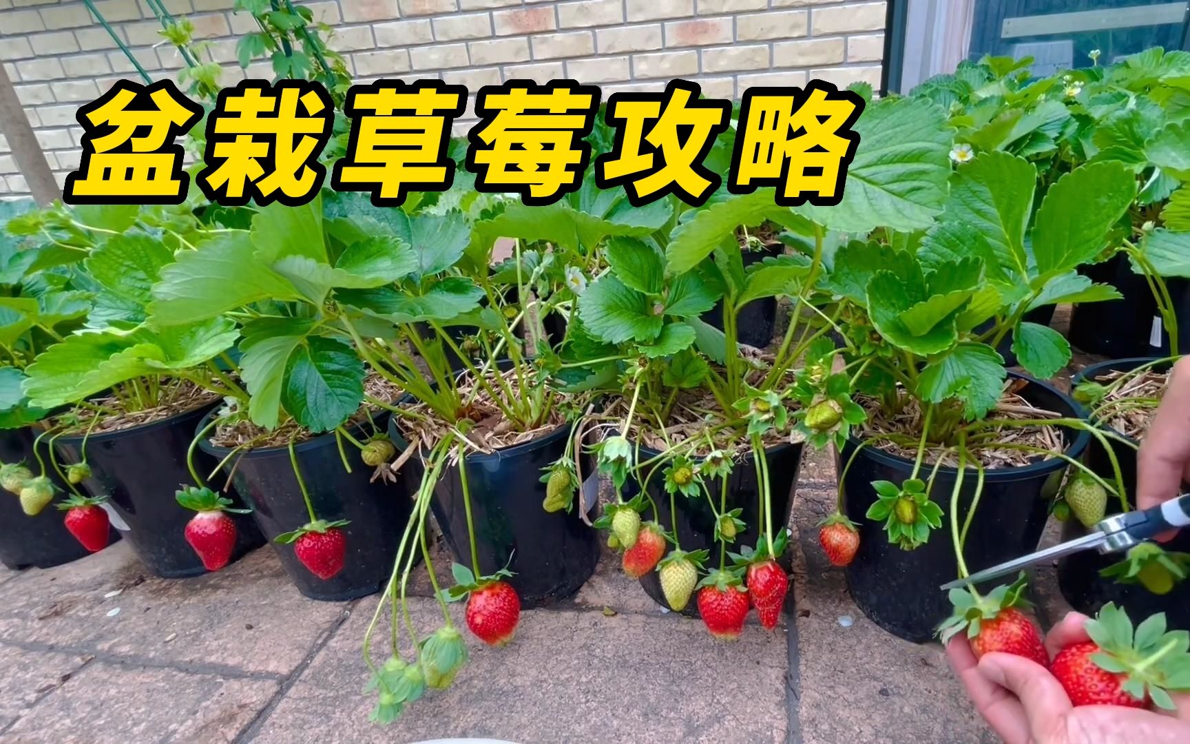 在家种植盆栽草莓,种植方法与日常管理,就是这么简单