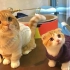 台湾省超萌猫片，你能挺到第几秒？