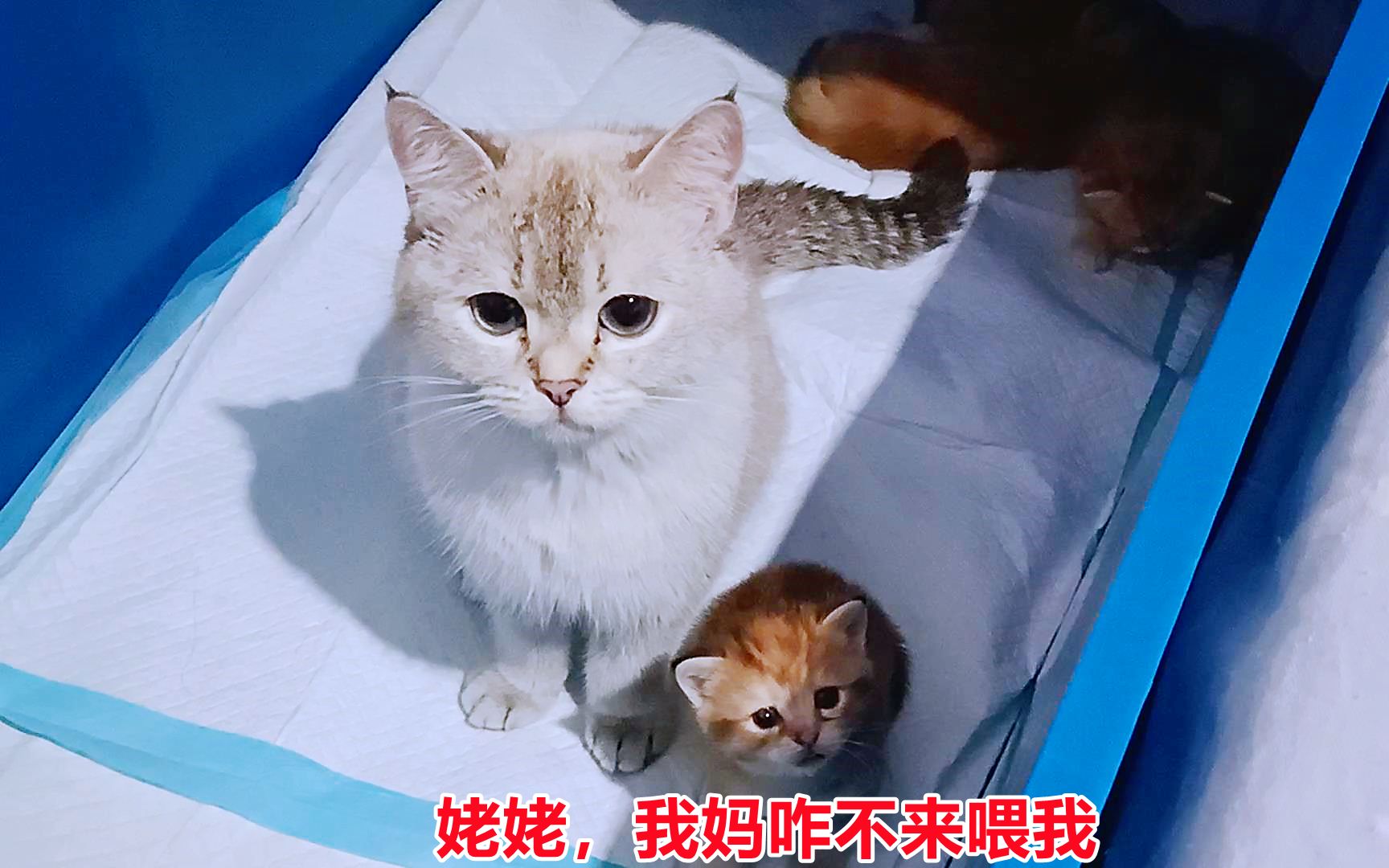 猫妈生了一只小奶猫，和它当年一模一样，网友：萌翻了_妈妈