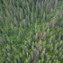 白马王朗的原始森林太美了！