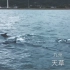 日本九州天草港的海豚